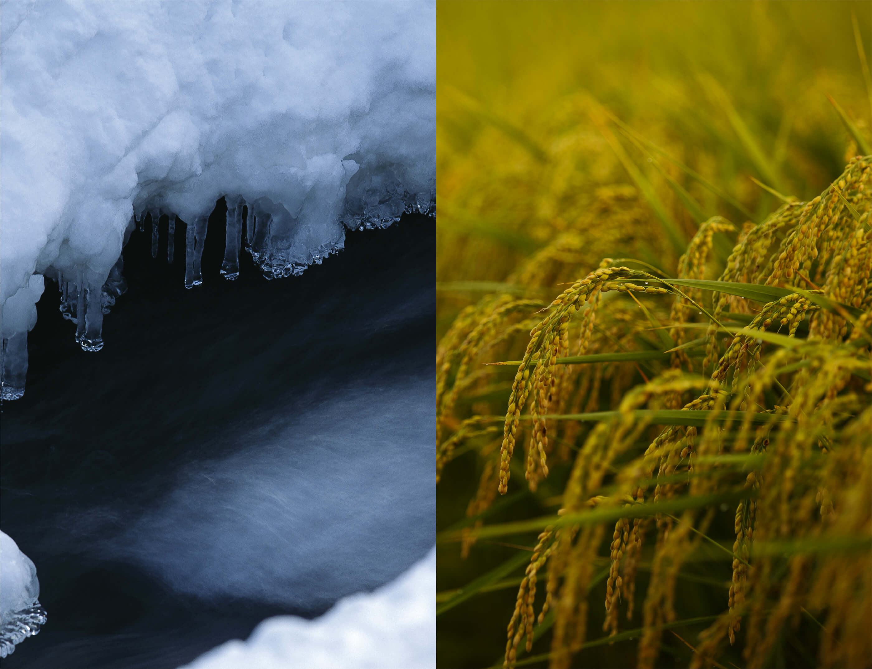 石川风土所孕育的水与米