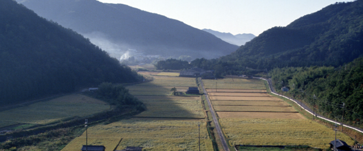 山田錦