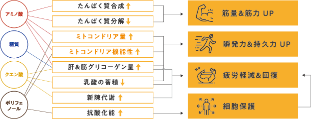 ヒトの活動に有用な成分と効果