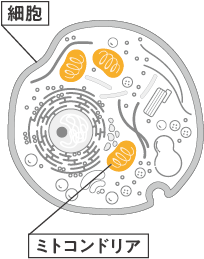 細胞の生命を司るミトコンドリア