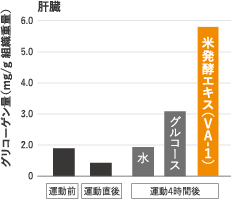 骨格筋・肝臓グリコーゲン再蓄積能への影響について