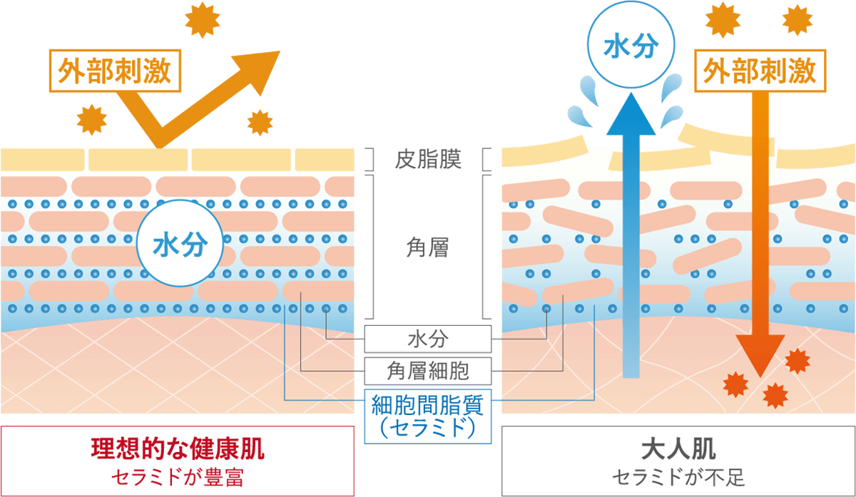 刺激・加齢に負けない、うるおい肌のカギ。 細胞間脂質とは？